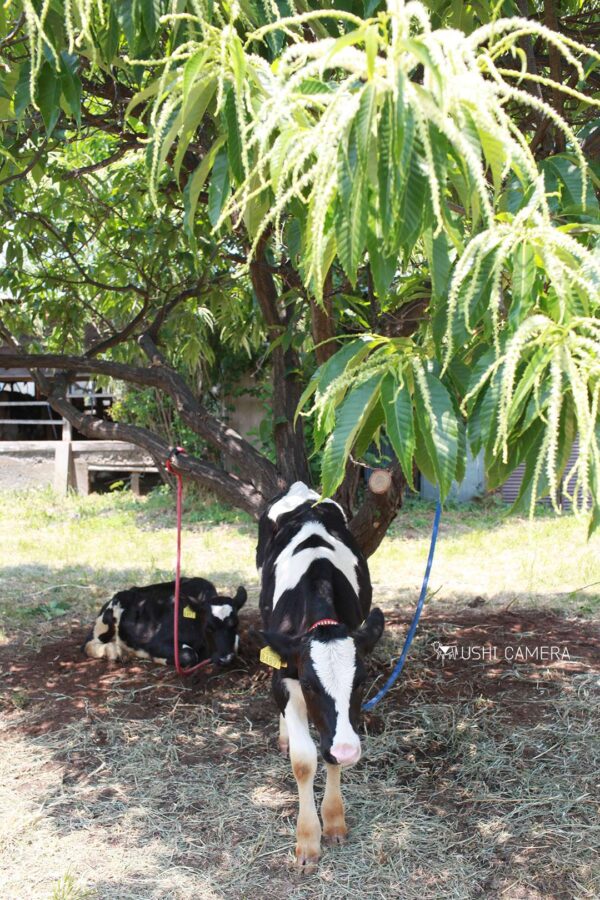 木陰でひとやすみ|小泉牧場(東京都練馬区) 木陰でひとやすみ|小泉牧場(東京都練馬区)