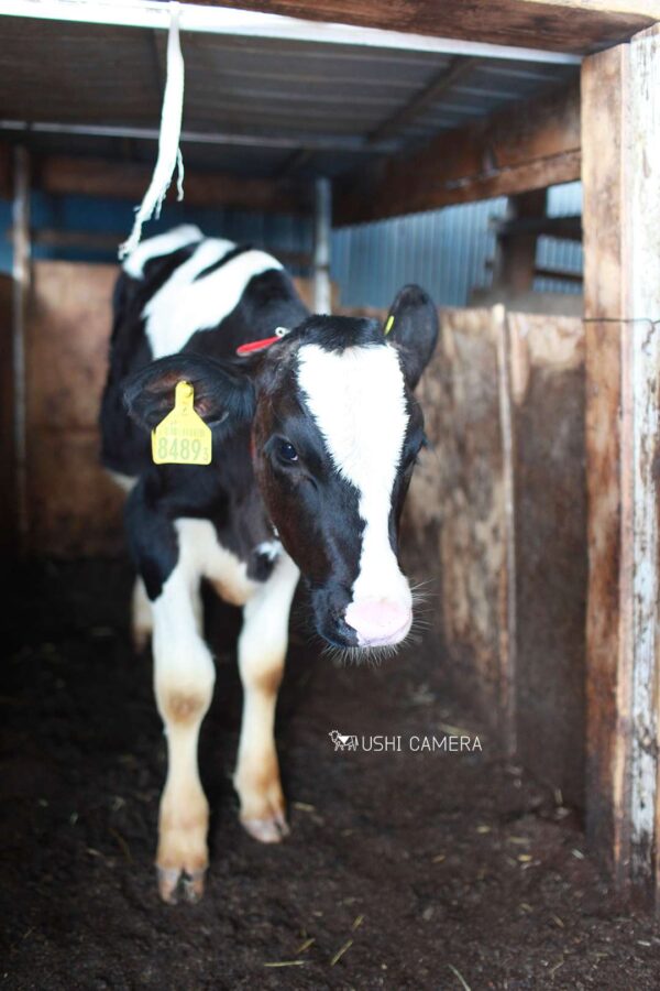 子牛のお部屋|小泉牧場(東京都練馬区) 子牛のお部屋|小泉牧場(東京都練馬区)