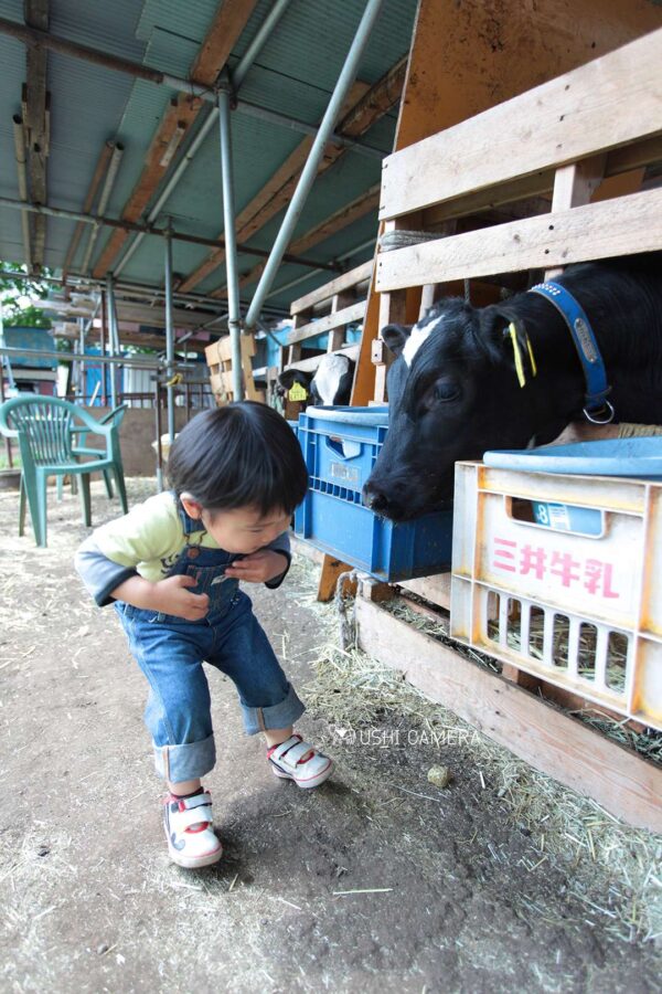 子牛の顔がにゅっと出てきてドキドキ…|小泉牧場(東京都練馬区) 子牛の顔がにゅっと出てきてドキドキ…|小泉牧場(東京都練馬区)