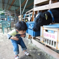 子牛の顔がにゅっと出てきてドキドキ…｜小泉牧場（東京都練馬区）